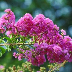 purple flowers are blooming in the sun on a sunny day with lots of green leaves