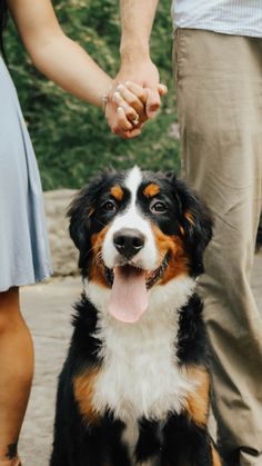 a close up of a dog sitting on the ground with people holding hands behind it