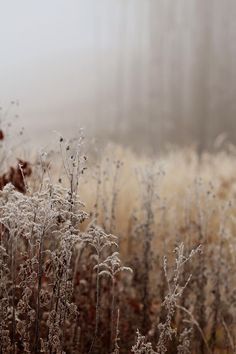 the tall grass is covered in frosty dews on a foggy winter day