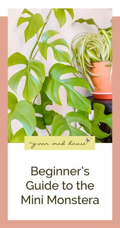 a plant with the title beginner's guide to the mini monstera