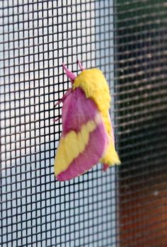 a yellow and pink moth sitting on top of a window sill next to a screen