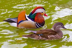 two ducks are swimming in the green water and one is orange, white, and blue