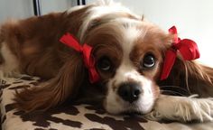 a brown and white dog laying on top of a bed with red bows in it's hair