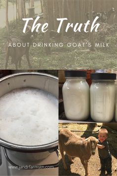 the truth about drinking goat's milk