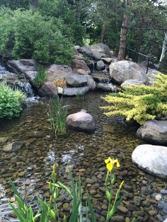 a small stream running through a forest filled with lots of rocks and water lilies