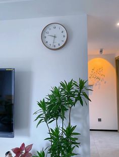 there is a clock on the wall next to a potted plant and a television