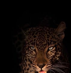 a close up of a leopard in the dark with it's mouth open and tongue out