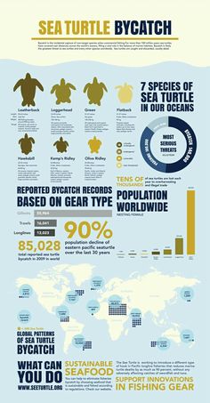 an info poster showing the different types of sea turtles