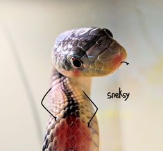 an image of a snake's head with the words snakes on it and its name