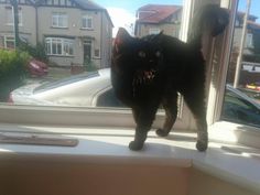 a black cat standing on top of a window sill