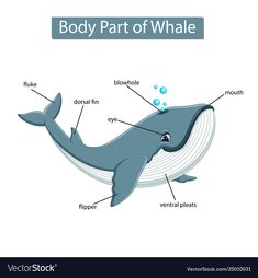 the body part of a whale with labeled parts on it's face and neck