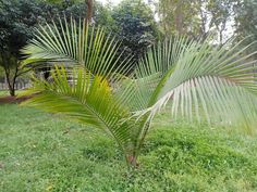 a palm tree in the middle of a grassy area