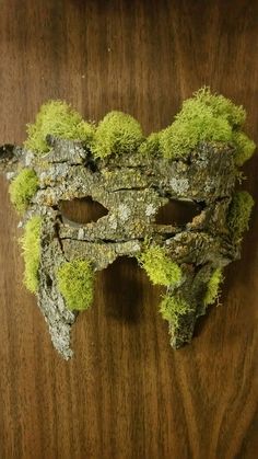 a piece of wood with moss growing on it