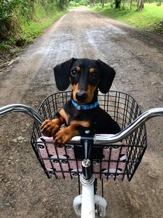 a small dog sitting in the basket of a bicycle on a dirt road with trees and grass behind it