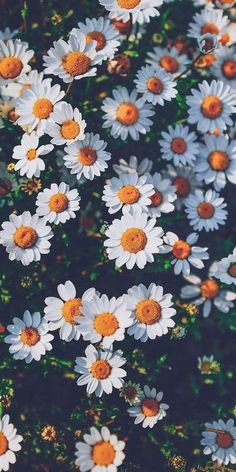 many white and orange daisies are growing together