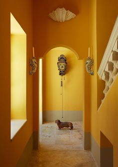 a dog is standing in the middle of a hallway with an ornate clock on the wall