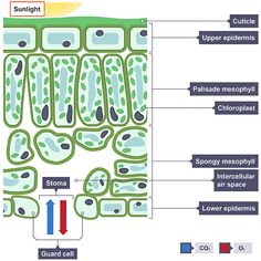 the structure of an animal's cell is shown in this diagram, with labels on it