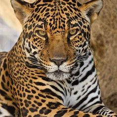 a close up of a leopard looking at the camera