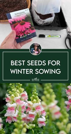 Hand holding a packet of echinacea seeds above a potting tray, with text "Best Seeds for Winter Sowing" and an image of pink and white flowers in the background.