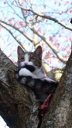 a cat sitting in the middle of a tree looking up at something with its paws