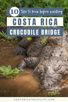 Visit the famous Crocodile Bridge in Costa Rica and get up close with these incredible creatures. A thrilling stop for wildlife enthusiasts and adventure seekers. #CrocodileBridge #CostaRicaWildlife #TravelAdventure Puntarenas, Incredible Creatures, Getting Drunk, River Cruises