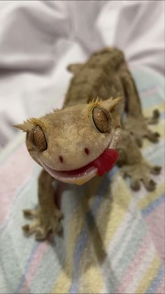 a gecko is smiling and sitting on a blanket with its tongue out to the side