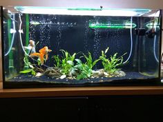 an aquarium filled with water and plants on top of a wooden table next to a wall