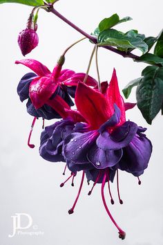 purple and red flowers hanging from a tree branch with water droplets on it's petals