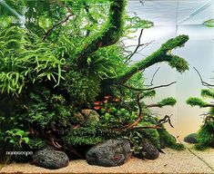 an aquarium filled with plants and rocks