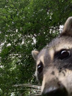 a raccoon looking up at the camera with trees in the background