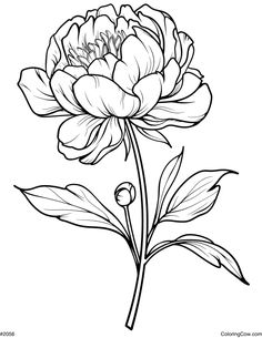 This coloring page highlights the flowers of the beautiful peony. Print directly from our website or download a free printable PDF. Don't forget to pin this page and visit the Coloring Cow website to explore thousands of additional free coloring pages! Peony Tattoo Stencil Outline, Peony Coloring Page, Peony Flower Drawing, Peony Outline, Peony Stencil, Peonies Drawing, Black And White Peony, Sketching Flowers