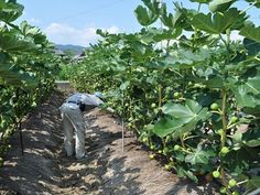 a man is standing in the middle of a field with lots of green leafy plants