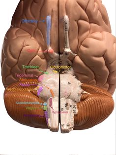 an image of the human brain and its structures