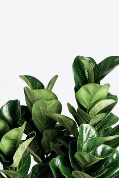 a plant with green leaves is shown against a white background