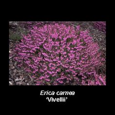 purple flowers with the words enca camera vinellii