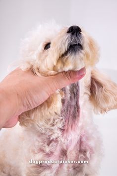 a small white dog being held by a person