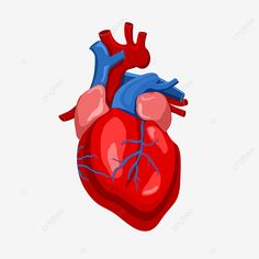 the human heart is shown in red and blue colors, transparent background, illustration, graphic png and psd