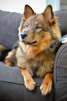 a brown and black dog laying on top of a gray couch next to a window