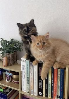 two kittens sitting on top of bookshelves in front of a white wall