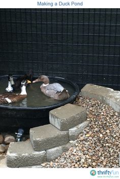 three ducks in a pond with rocks and gravel around it, text reads making a duck pond