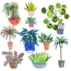 a bunch of potted plants are shown in different shapes and sizes on a white background