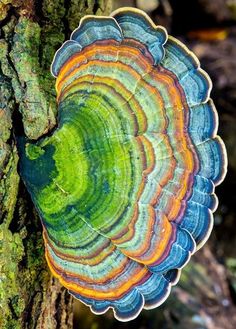 a close up of a tree with many colors on it