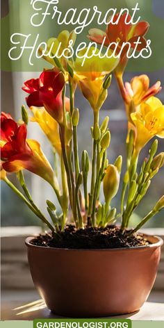 a close up of a potted plant with flowers in it and text overlaying the image