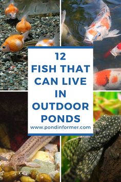 fish that can live in outdoor pondes