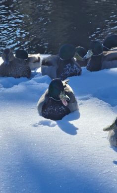 several ducks are sitting in the snow near some water and rocks, with their heads resting on top of each other