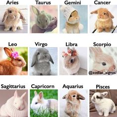 the names of different types of rabbits in english and spanish words, with pictures of them