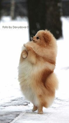 a small dog standing on its hind legs in the snow