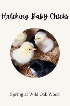 three baby chickens sitting in hay with the text hatching baby chicks spring at wild oak wood