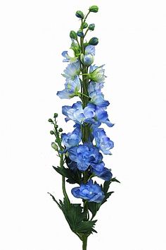 blue flowers are in a vase on a white background