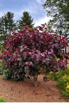 a tree with purple leaves in the middle of a flower garden next to a lamp post